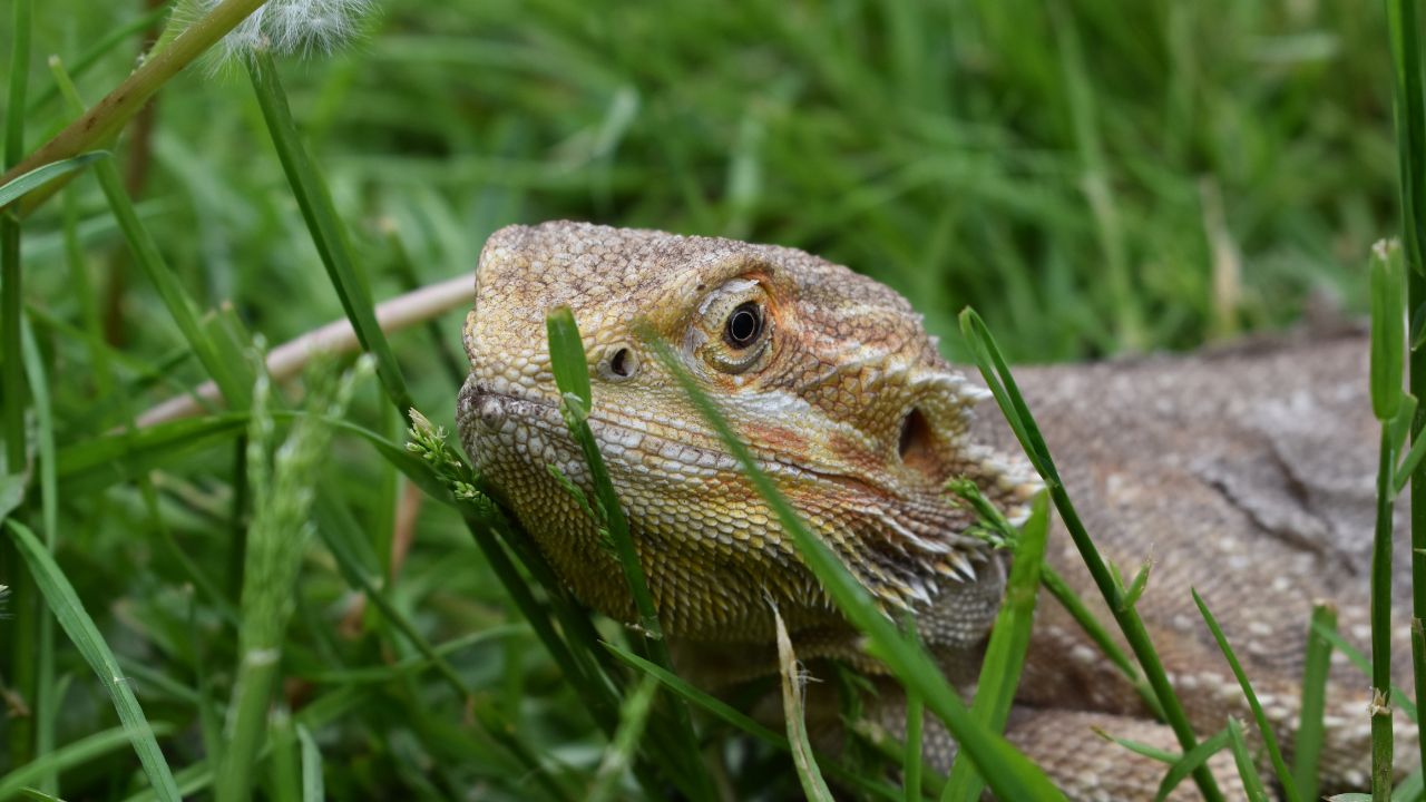 Do Bearded Dragons Swim