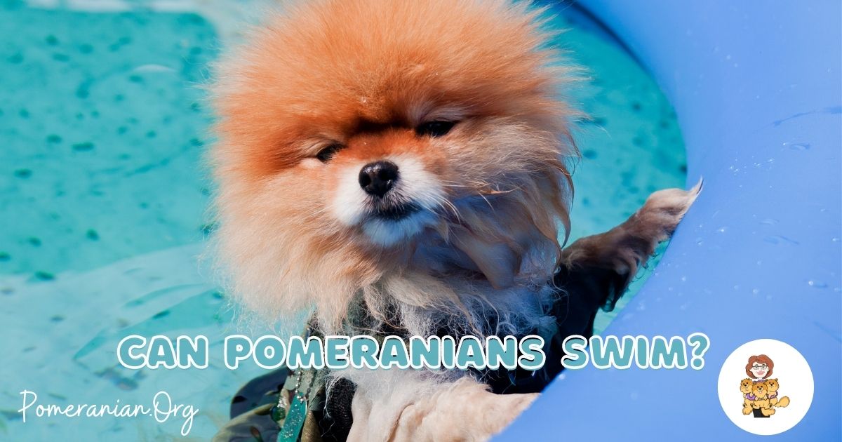 Can Pomeranians Swim