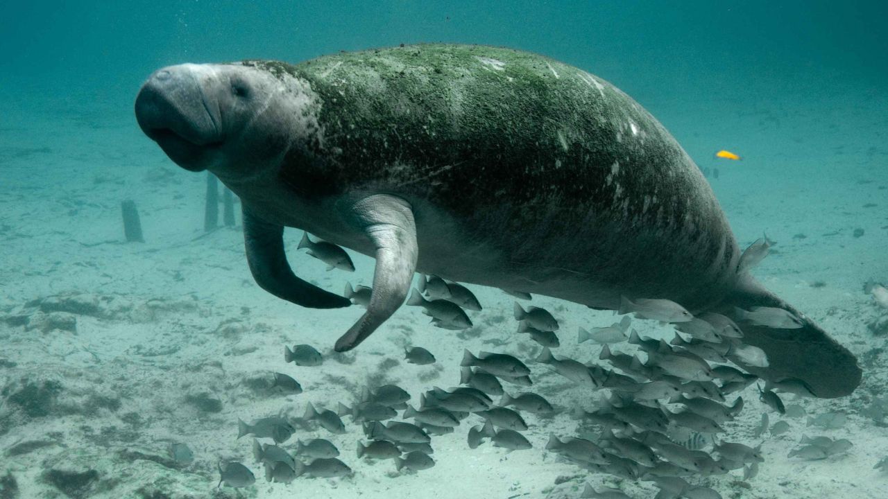 what is a manatee